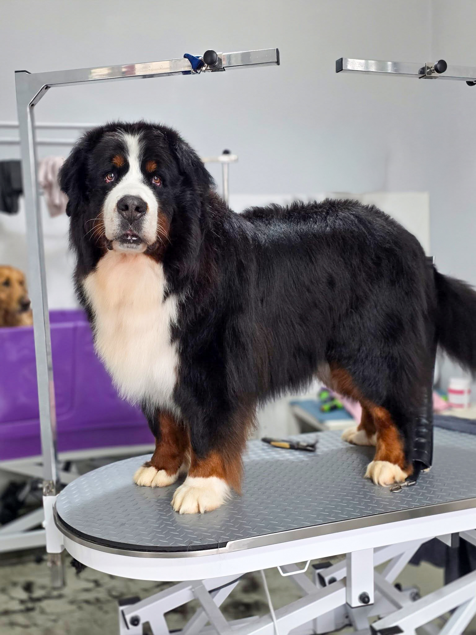 Salon toaletaj canin Otopeni