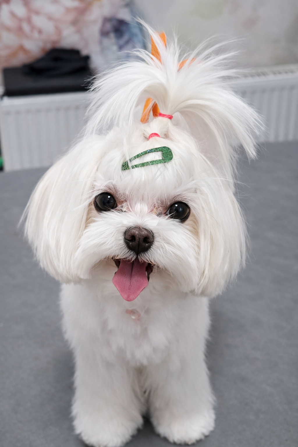 Tunsoare Yorkshire toaletaj Otopeni