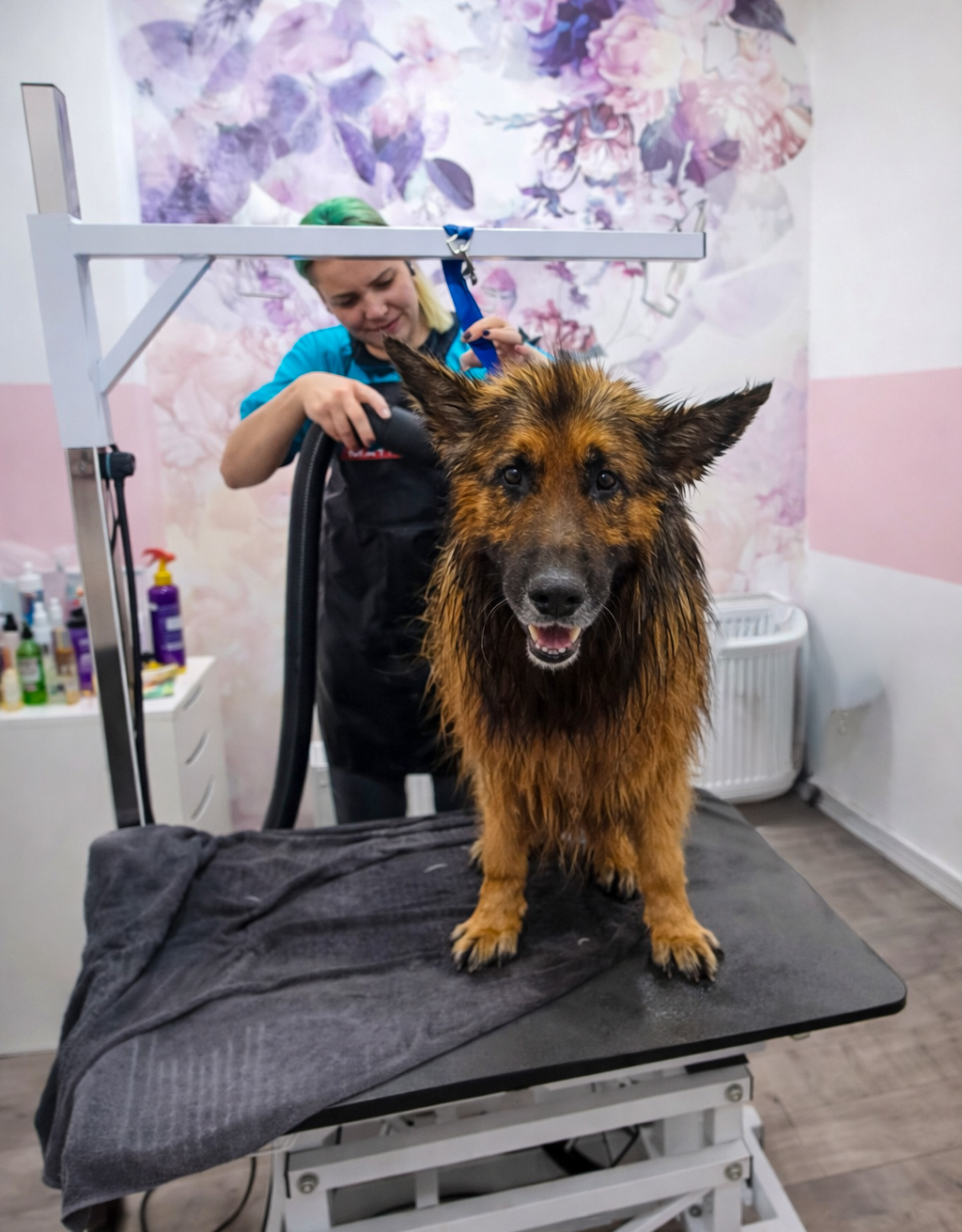 Poodle grooming frizerie canina