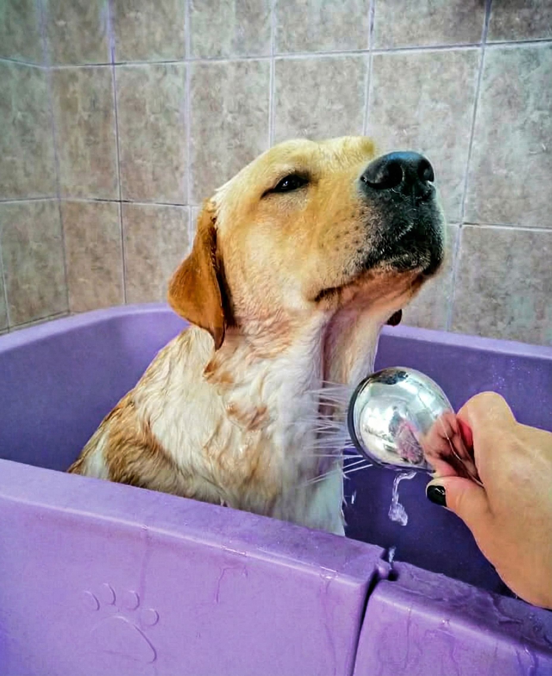 Doamna Dana lucrând cu un cățel